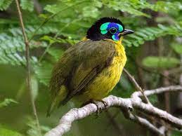 bird