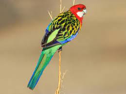 bird