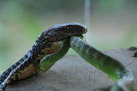 Snake