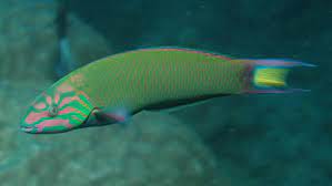 fish
