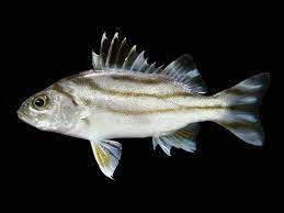 fish