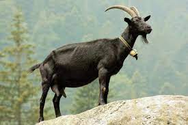 goat