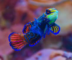 FISH