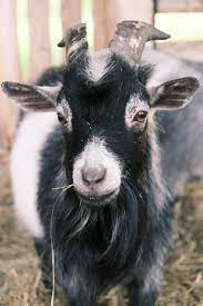 Goat
