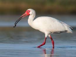 bird