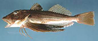 fish