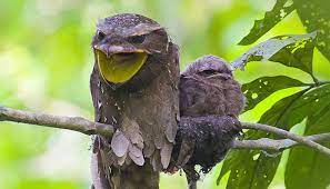 bird