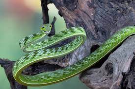 snake