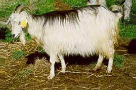 Goat