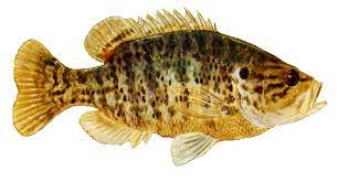 fish