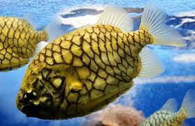 fish