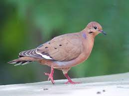 bird