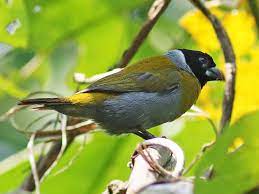bird
