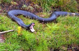 Snake