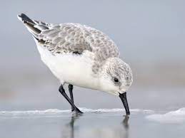 bird