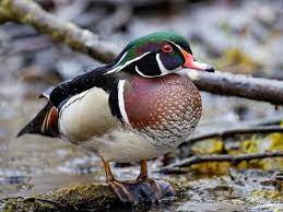 bird