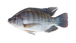 fish