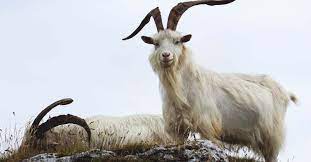 goat