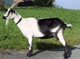 goat