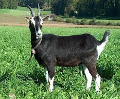 goat