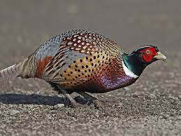 bird