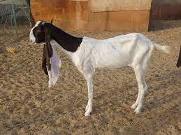 goat