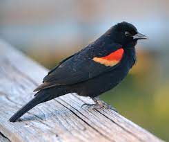 bird