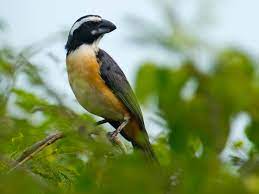 bird