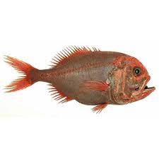 FISH