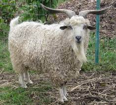 goat