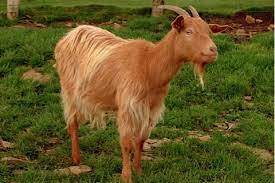 goat