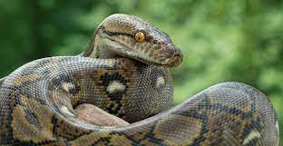 snake