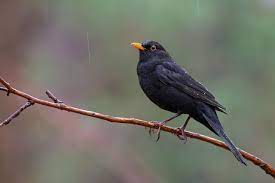 bird