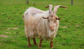 goat