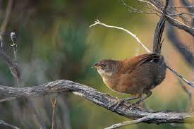 bird
