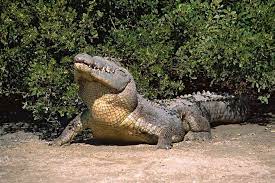 Crocodiles