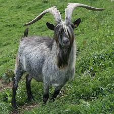 goat
