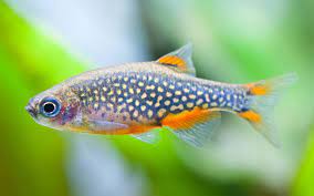fish