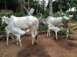 halikar