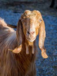 goat