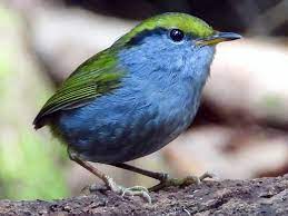 bird