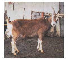 goat