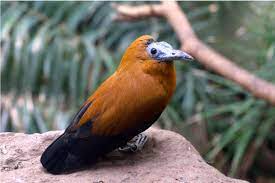 bird