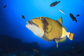 fish