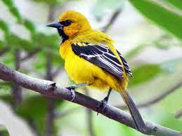 BIRD