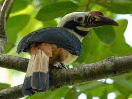 bird