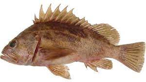 FISH