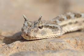 snake
