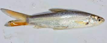 fish