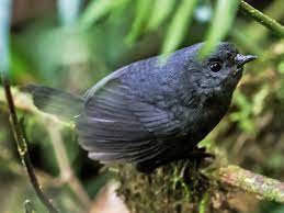 bird